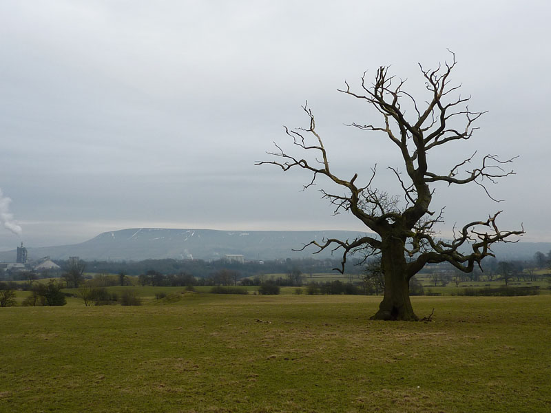 Pendle Hill Dead Tree